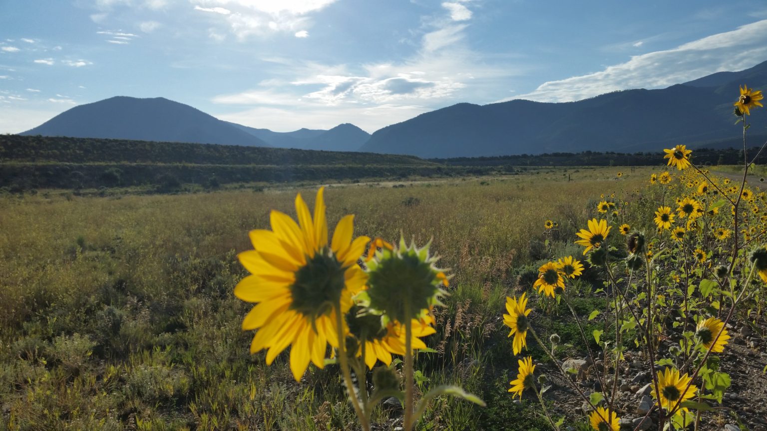 Sunflower and Mountains – gov